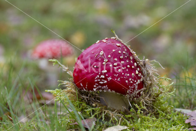 Vliegenzwam (Amanita muscaria)