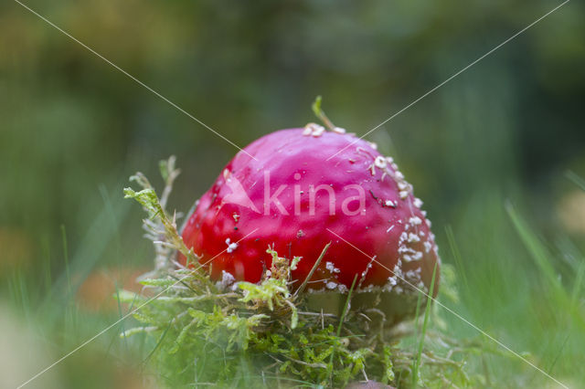 Vliegenzwam (Amanita muscaria)