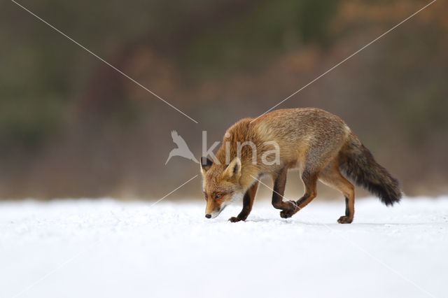 Vos (Vulpes vulpes)