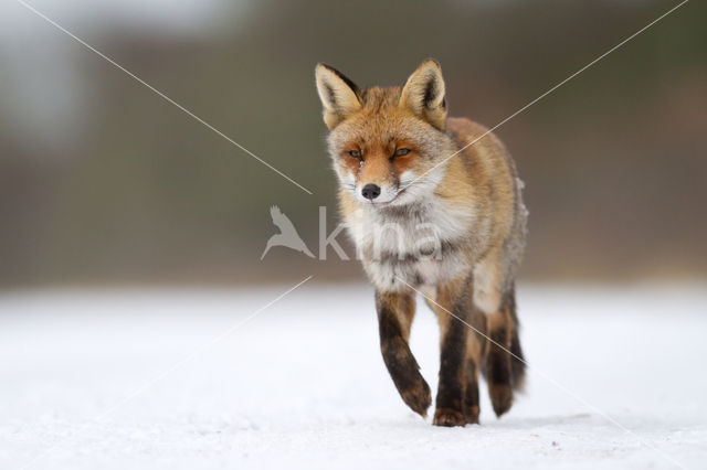 Vos (Vulpes vulpes)