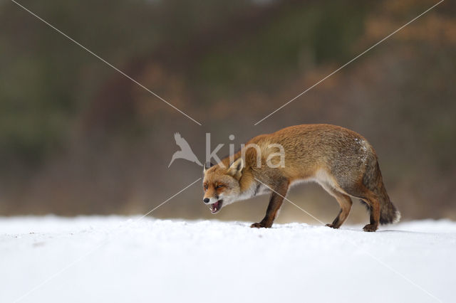 Vos (Vulpes vulpes)