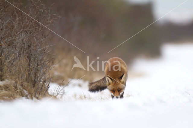 Vos (Vulpes vulpes)