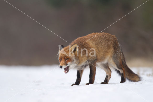 Vos (Vulpes vulpes)