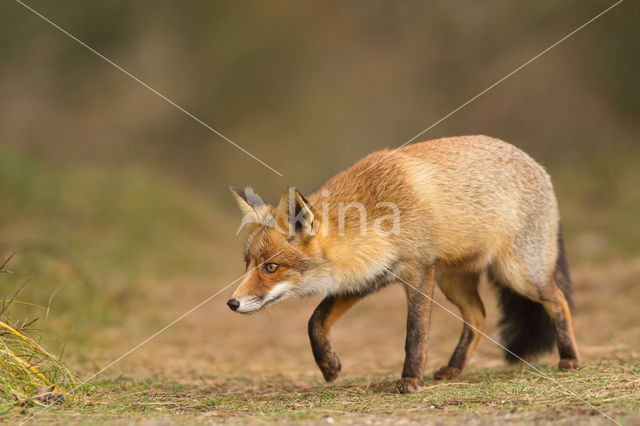 Vos (Vulpes vulpes)