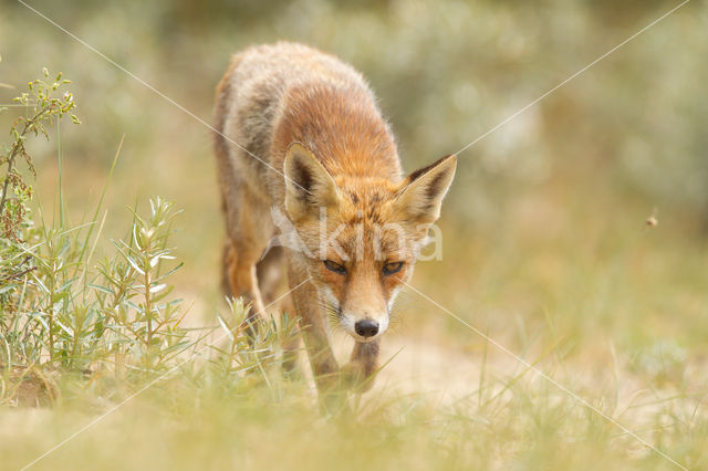 Vos (Vulpes vulpes)