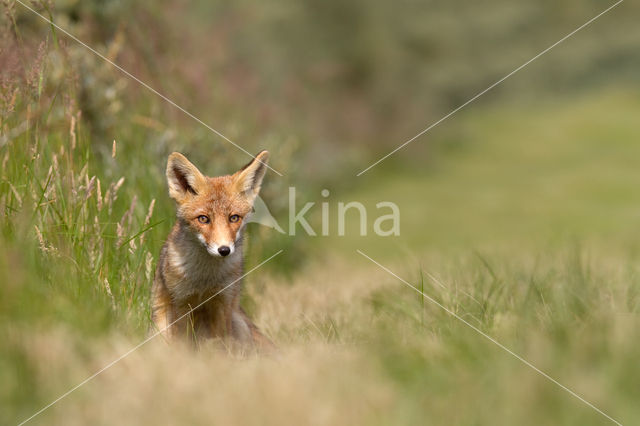 Vos (Vulpes vulpes)