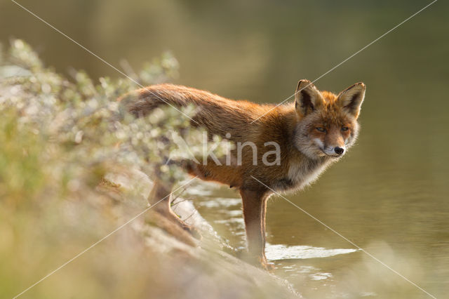 Fox (Vulpes vulpes)