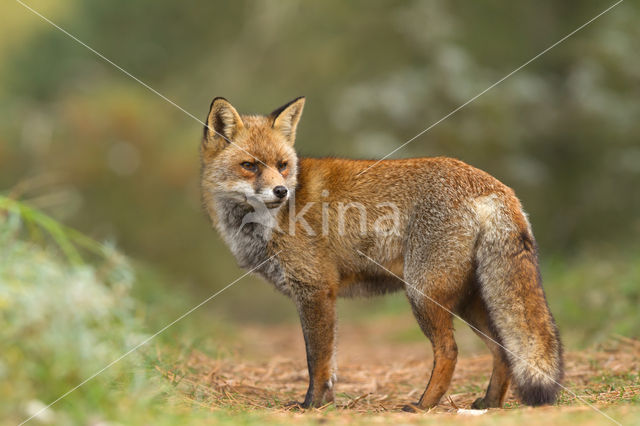 Vos (Vulpes vulpes)