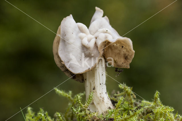 Witte kluifzwam (Helvella crispa)