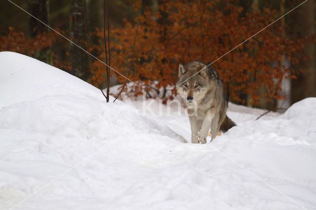 Wolf (Canis lupus)