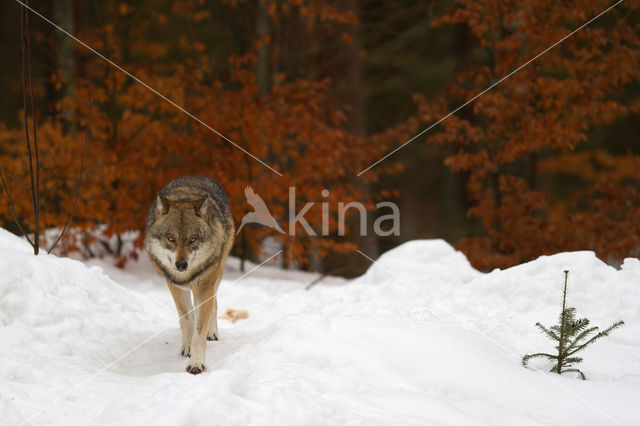 Grey Wolf (Canis lupus)