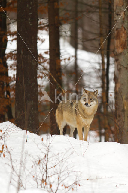 Wolf (Canis lupus)