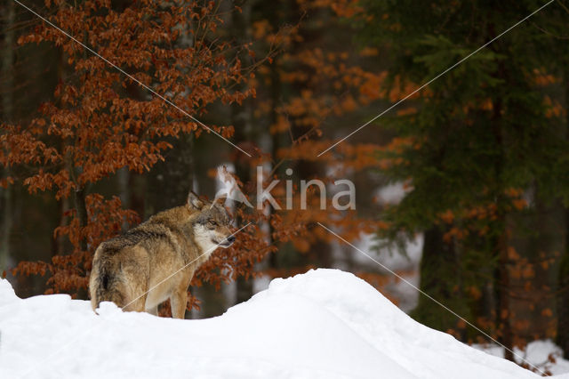 Grey Wolf (Canis lupus)