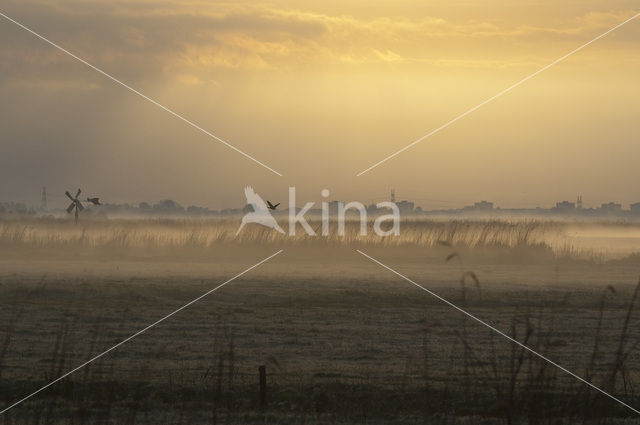 Wormer- en Jisperveld