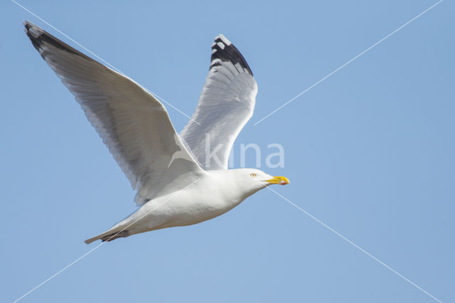 Zilvermeeuw (Larus argentatus)