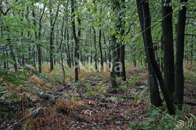 Zomereik (Quercus robur)