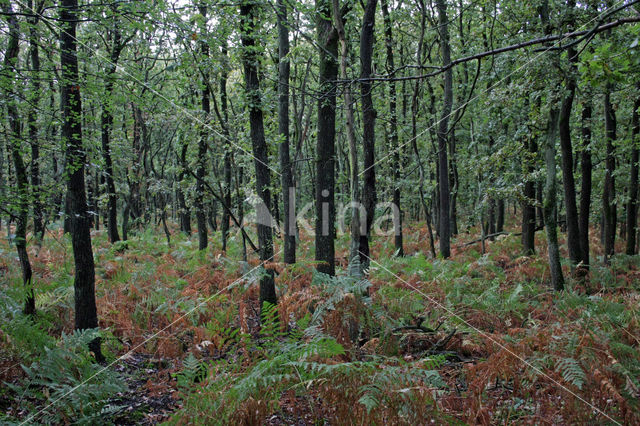 Zomereik (Quercus robur)