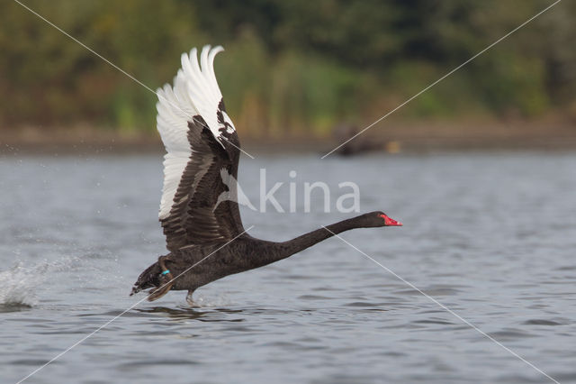 Zwarte Zwaan (Cygnus atratus)