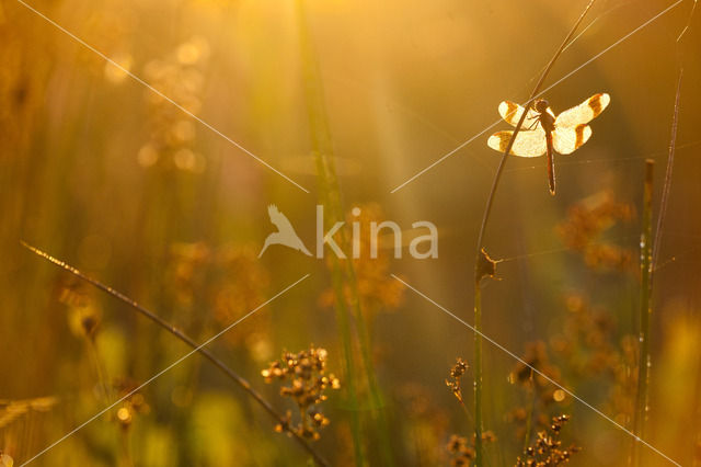 Bandheidelibel (Sympetrum pedemontanum)