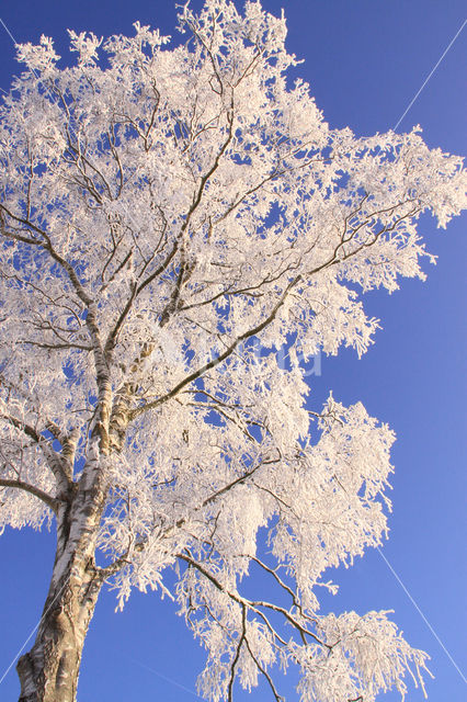 Berk (Betula)