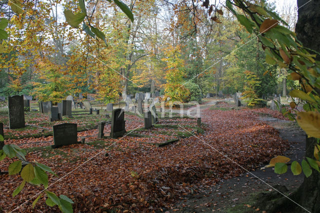 Beuk (Fagus sylvatica)