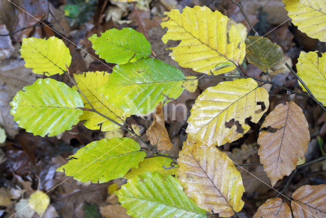 Beech (Fagus sylvatica)