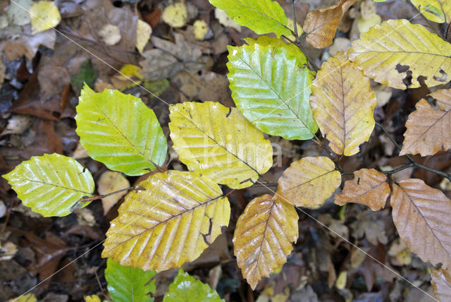 Beech (Fagus sylvatica)