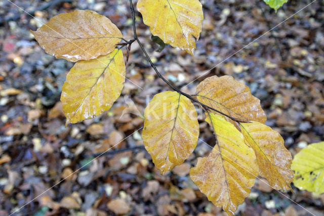 Beech (Fagus sylvatica)