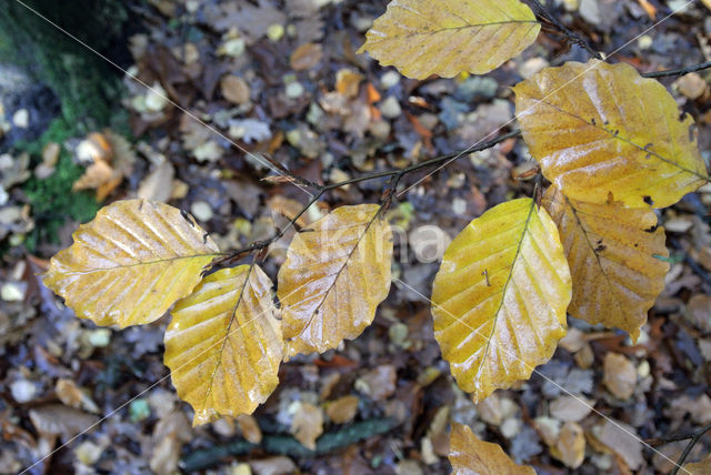 Beech (Fagus sylvatica)