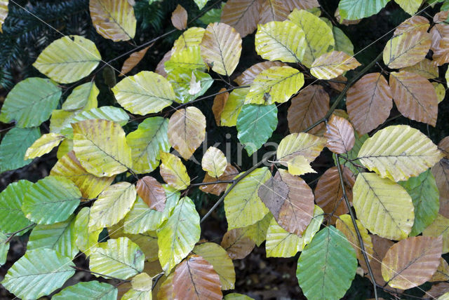 Beuk (Fagus sylvatica)