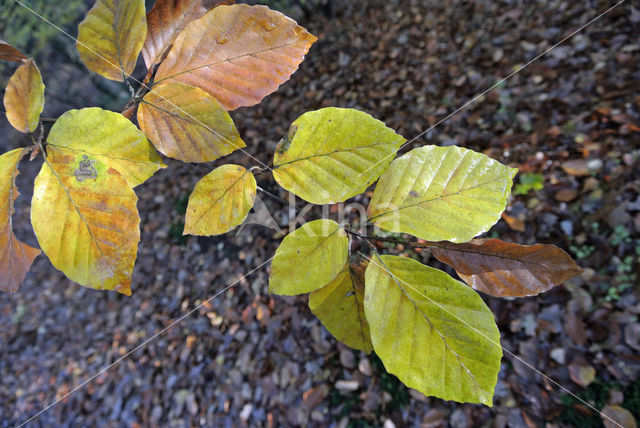 Beech (Fagus sylvatica)