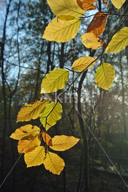 Beech (Fagus sylvatica)