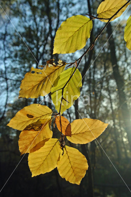 Beuk (Fagus sylvatica)