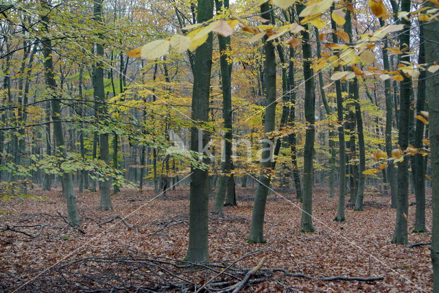 Beuk (Fagus sylvatica)