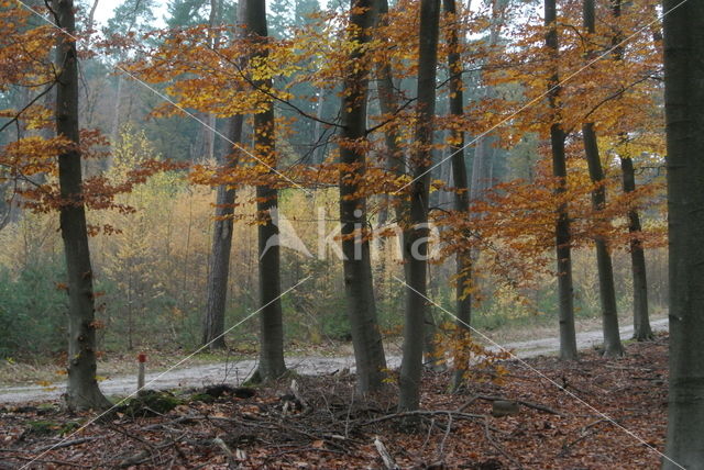 Beech (Fagus sylvatica)