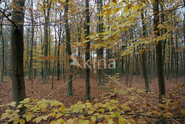 Beech (Fagus sylvatica)