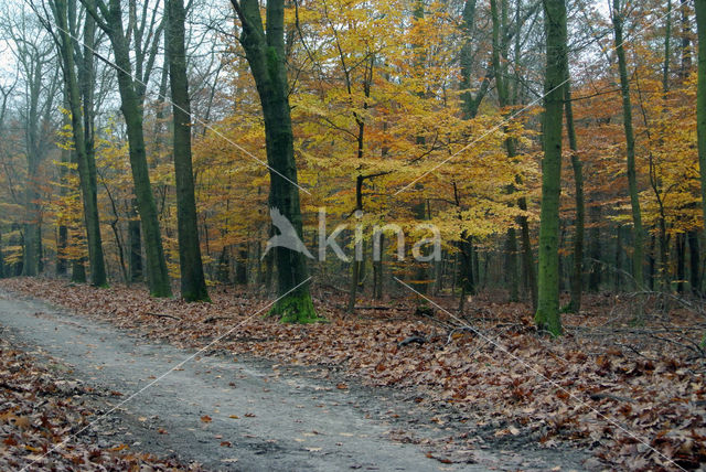 Beech (Fagus sylvatica)