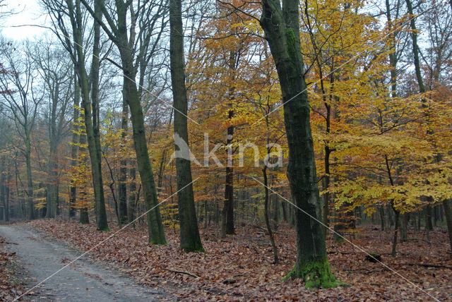 Beech (Fagus sylvatica)