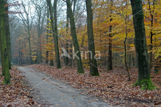 Beech (Fagus sylvatica)