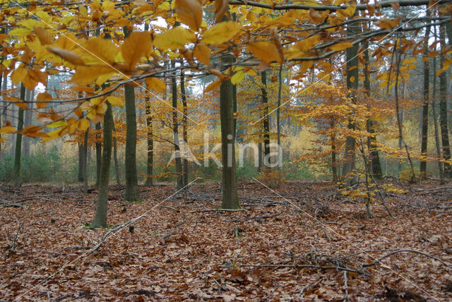 Beuk (Fagus sylvatica)