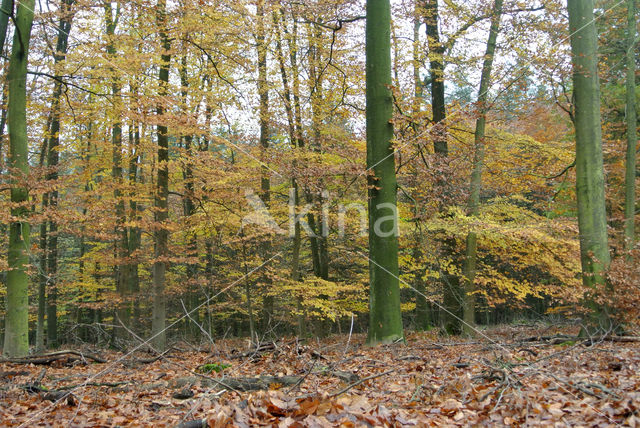 Beuk (Fagus sylvatica)