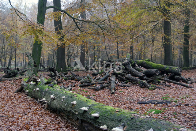 Beuk (Fagus sylvatica)