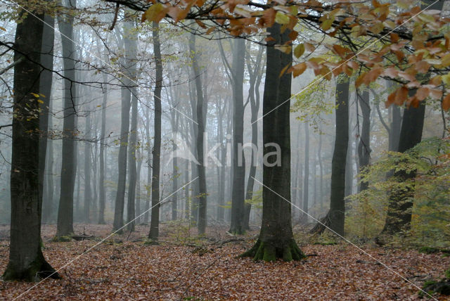 Beech (Fagus sylvatica)