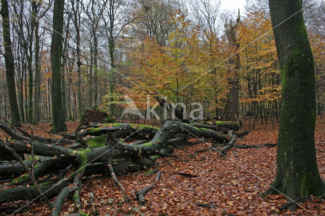 Beech (Fagus sylvatica)