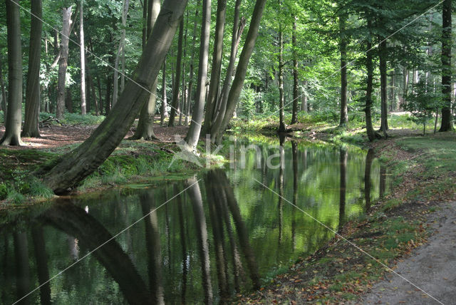 Beuk (Fagus sylvatica)