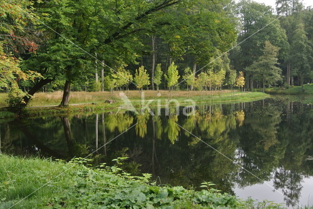 Beuk (Fagus sylvatica)