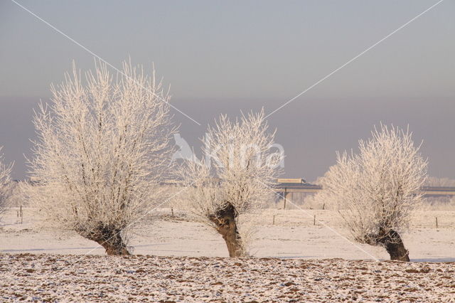 Duursche waarden