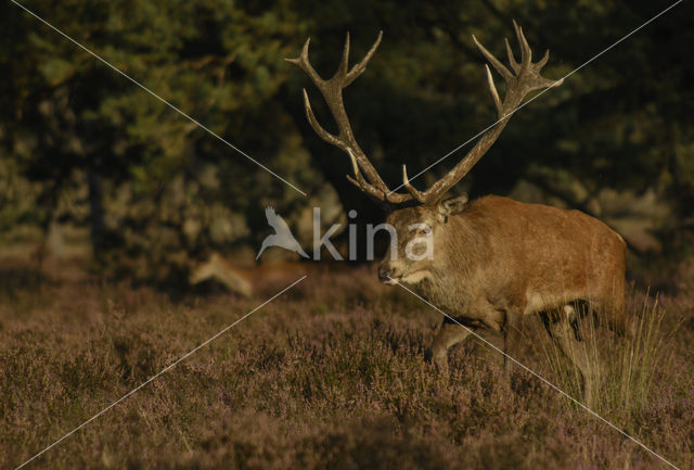 Edelhert (Cervus elaphus)