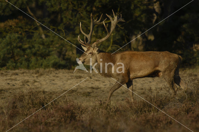 Edelhert (Cervus elaphus)