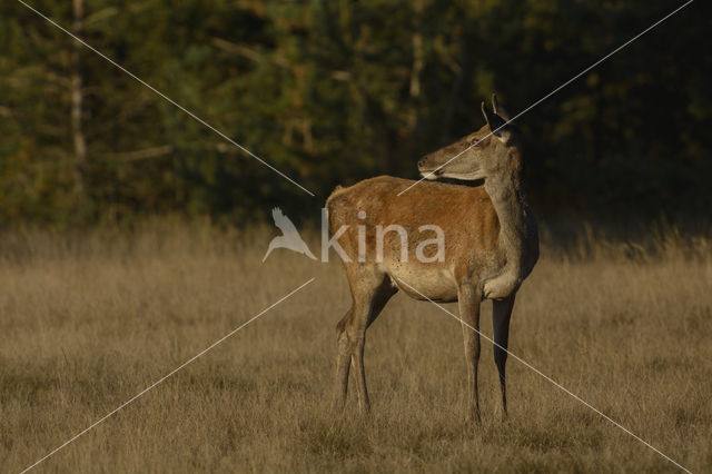 Edelhert (Cervus elaphus)